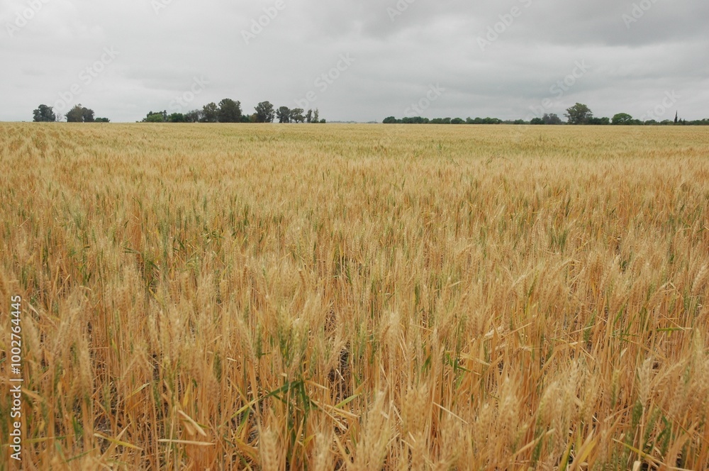 Obraz premium Wheat crops in northern Argentina
