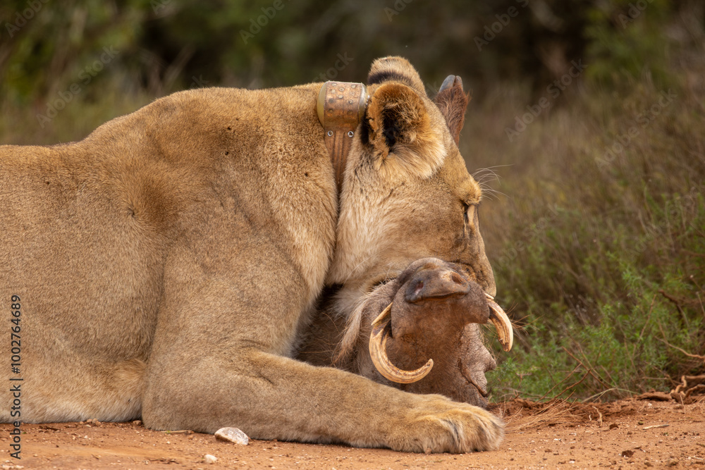Naklejka premium Lioness hunting a warthog