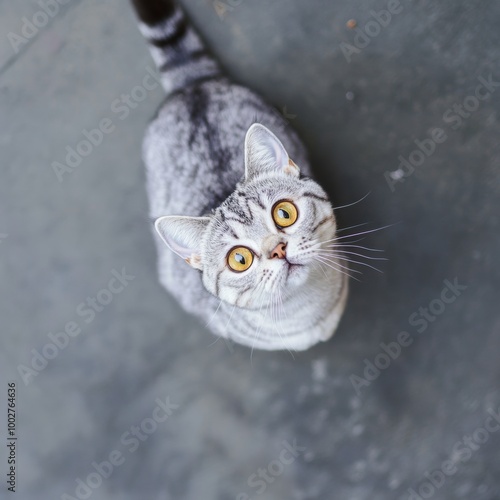 A small pearly cat at play looks at the camera,top view: 626ed40a-15ba-4e20-95d1-3832d3b325f7 photo