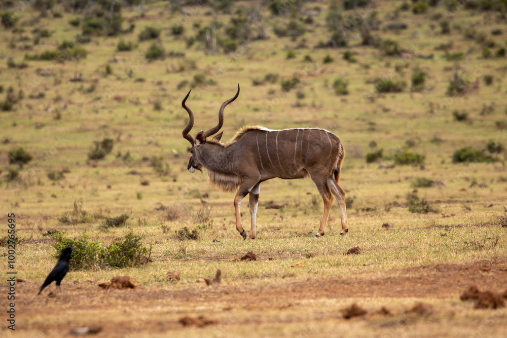 Fototapeta premium Kudu grazing in the grassland of Addo 