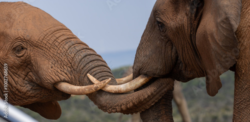Fotografía Elephants fighting