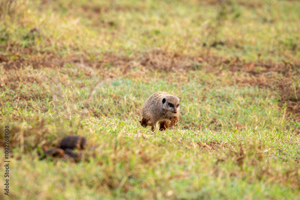 Meerkat searching for insects in the morning Meerkat searching for insects in the morning
