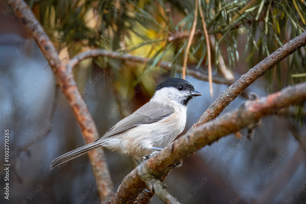 A Marsh tit sits on the branch of a pine tree perpendicular to the camera lens. A Marsh tit sits on the branch of a pine tree perpendicular to the camera lens.
