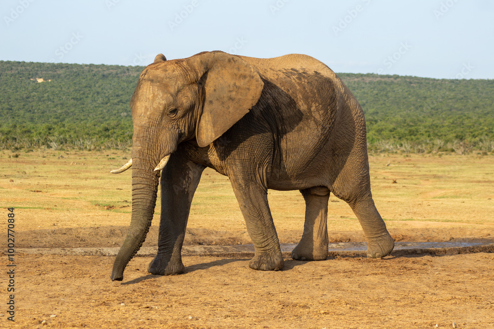 Fototapeta premium Elephant drinking at the waterhole 