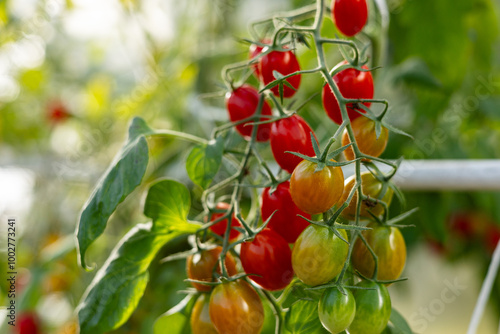 Best Heirloom Roma Tomato Varieties. Red ripe tomatoes fruits grow in garden. Natural Cherry plum Tomatoes and green leaves on plant.