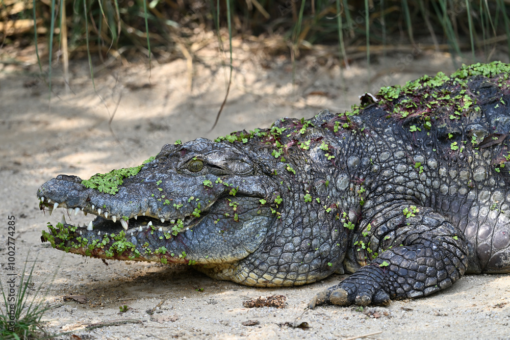 Nile crocodile portrait animals reptiles zoo Nile crocodile portrait animals reptiles zoo