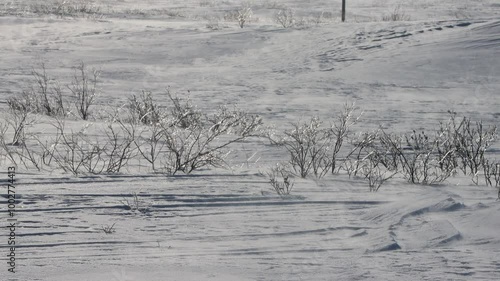 Snowstorm (drift snow close to ground without snow falling) in forest tundra. Blizzard accompanied by ground wind (natirvik), sastruga in clear sky. Ice layer on bush (icy snowstorm, sleet). Siberia photo