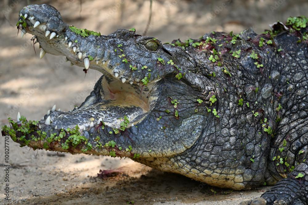 Obraz premium Nile crocodile animals reptiles zoo portrait