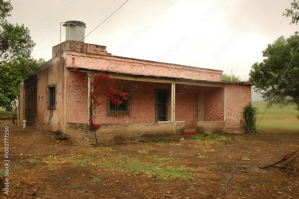 Obraz premium Wheat crops in northern Argentina