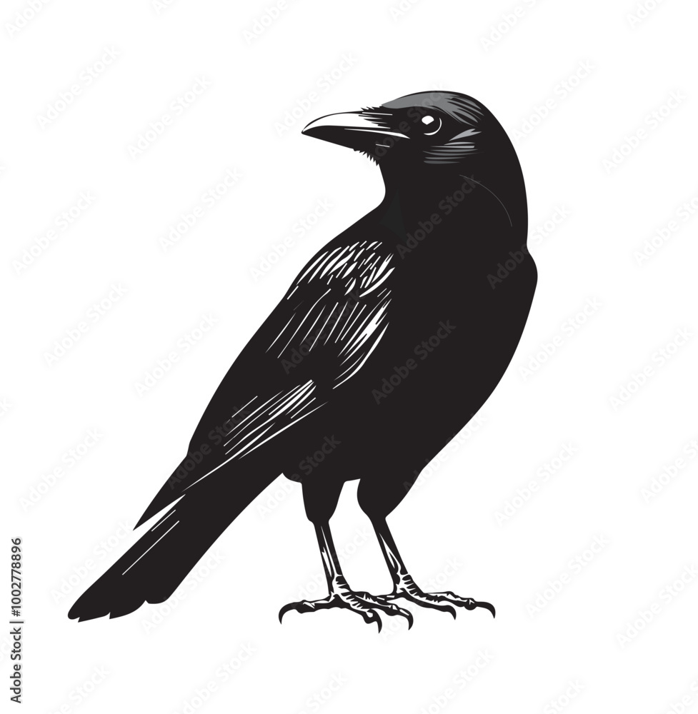 silhouettes of birds,bird, silhouette, animal, nature, illustration, vector, birds, crow, black, isolated, beak, bullfinch, branch, wildlife, white, wing, raven, feather, winter, cartoon, art, fly, tr silhouettes of birds,bird, silhouette, animal, nature, illustration, vector, birds, crow, black, isolated, beak, bullfinch, branch, wildlife, white, wing, raven, feather, winter, cartoon, art, fly, tr