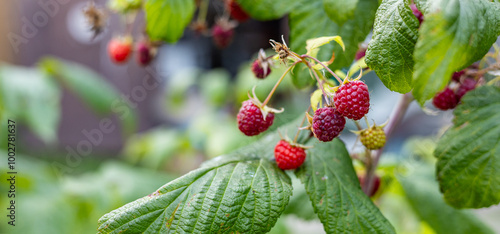 Close-up of a raspberry plant with ripe and unripe berries. Raspberries begin to redden as they ripen on a branch. The background is blurred.