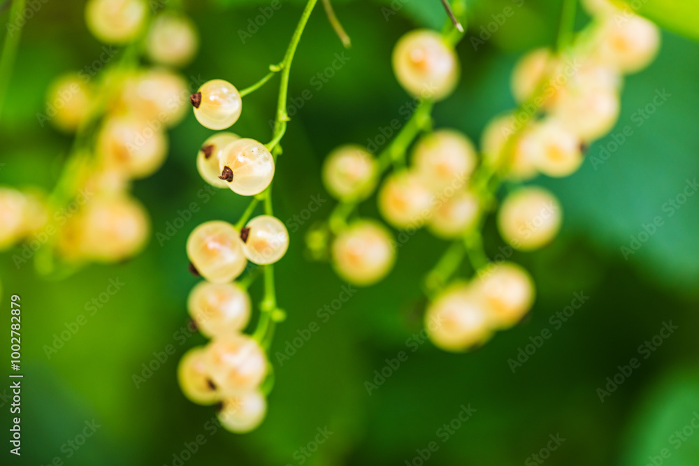 custom made wallpaper toronto digitalWhite currant fruits. Close up photo