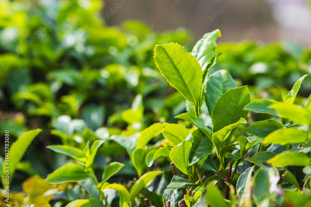 Fresh green tea leaves are on branches on a sunny say, close up Fresh green tea leaves are on branches on a sunny say, close up