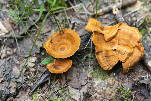 Coltricia perennis or Tiger's Eye grow in an autumn forest photo