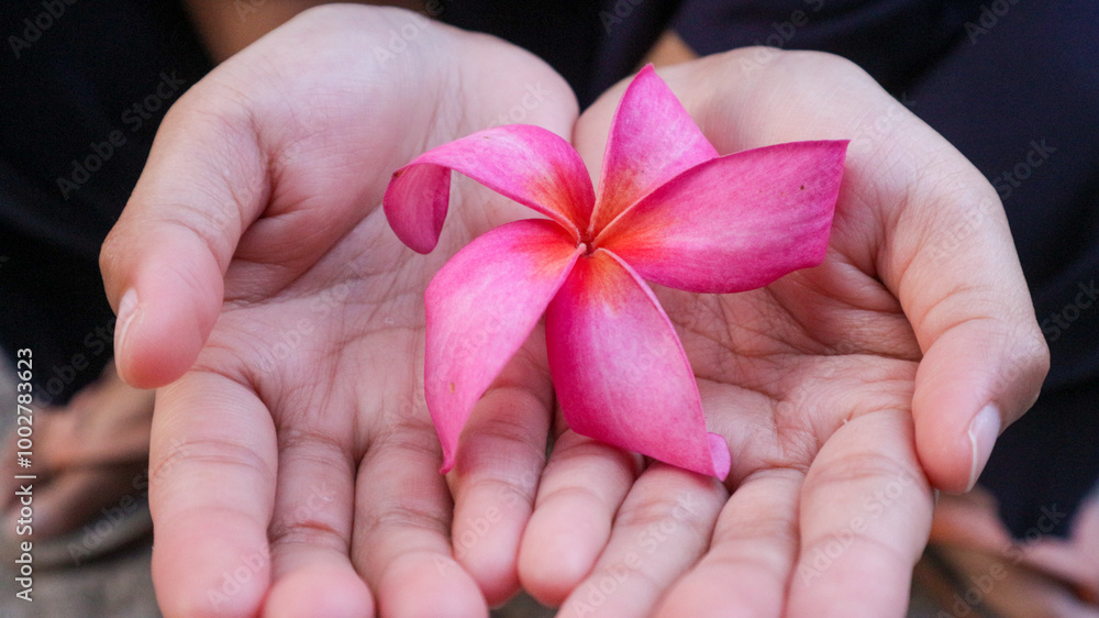 Fresh deep red plumeria or frangipani flower on the palm of a woman's hand. Fresh deep red plumeria or frangipani flower on the palm of a woman's hand.