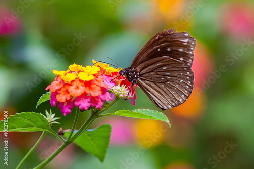 PUERTO PRINCESA, PHILIPPINES: Palawan Butterfly Eco-garden, detailed close up shot of blue-spotted crow, Euploea midamus chloe, on a flower photo