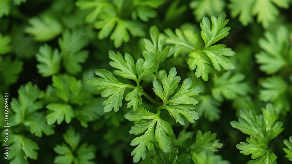 Fresh green parsley leaves growing healthily in a garden during the daytime provide a vibrant touch to the natural surroundings Fresh green parsley leaves growing healthily in a garden during the daytime provide a vibrant touch to the natural surroundings