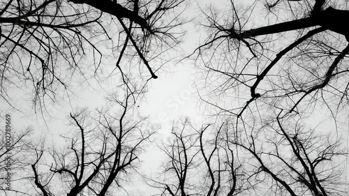 Winter concept: Sad black and white winter scenery: Leafless black tree branches isolated against a white sky