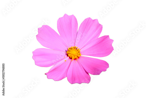 Cosmos flower isolated on transparent background.