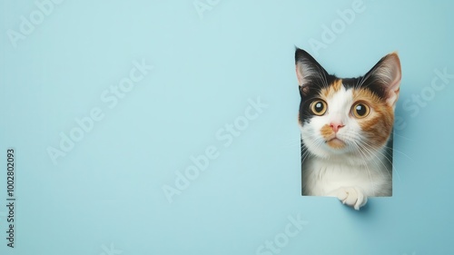 Curious cat peeking through a hole in a blue wall, playful and engaging.