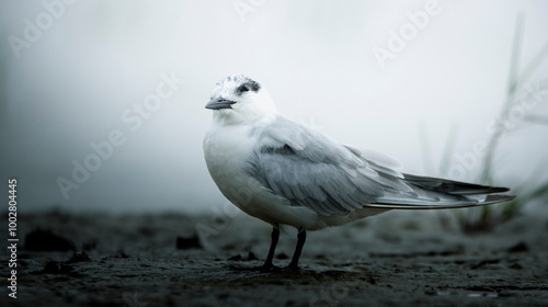 Gull-billed Tern at Mangalajodi