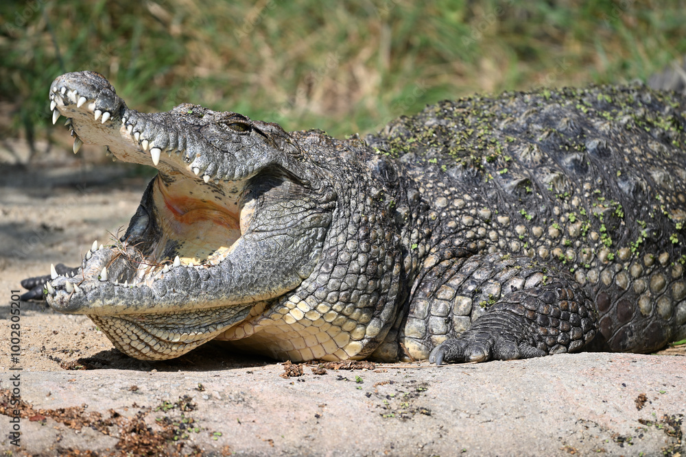 Nile crocodile animals reptiles zoo Nile crocodile animals reptiles zoo