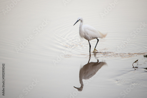 Bilde på lerret Garza, blanca, pesca en el agua, pico largo, ardea alba
