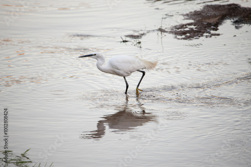 Garza, blanca, pesca en el agua, pico largo, ardea alba photo