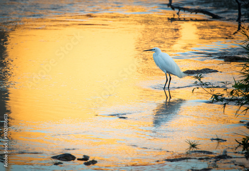 Garza, blanca, pesca en el agua, pico largo, ardea alba