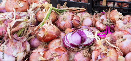 Red onions of Acquaviva delle Fonti, a typical variety of Puglia region, exhibited during the 