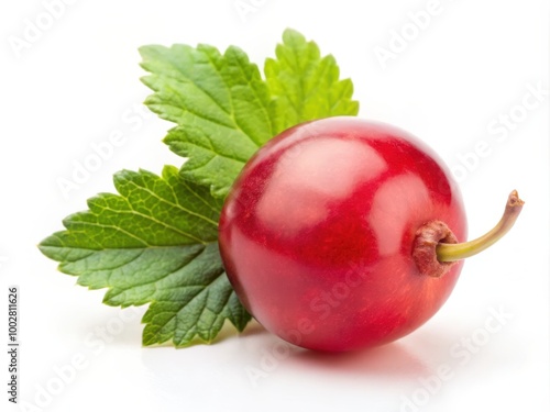 Red Currant with Leaves on Solid White Background
