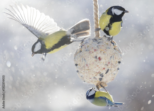 Bilde på lerret Group of little birds feeding on bird feeder with suet fat ball