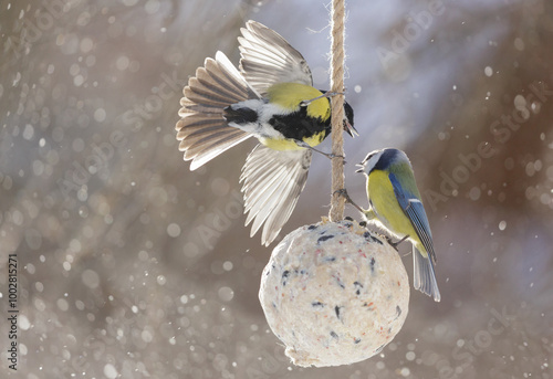 Photography little birds feeding on bird feeder with suet fat ball