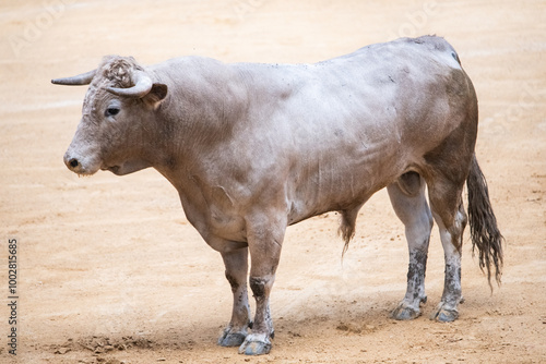 Toro, recortador, lidia, cornamenta, testuz, hechura, salida, bravura