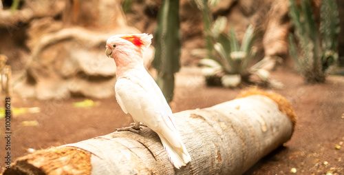 lustiger Vogel photo