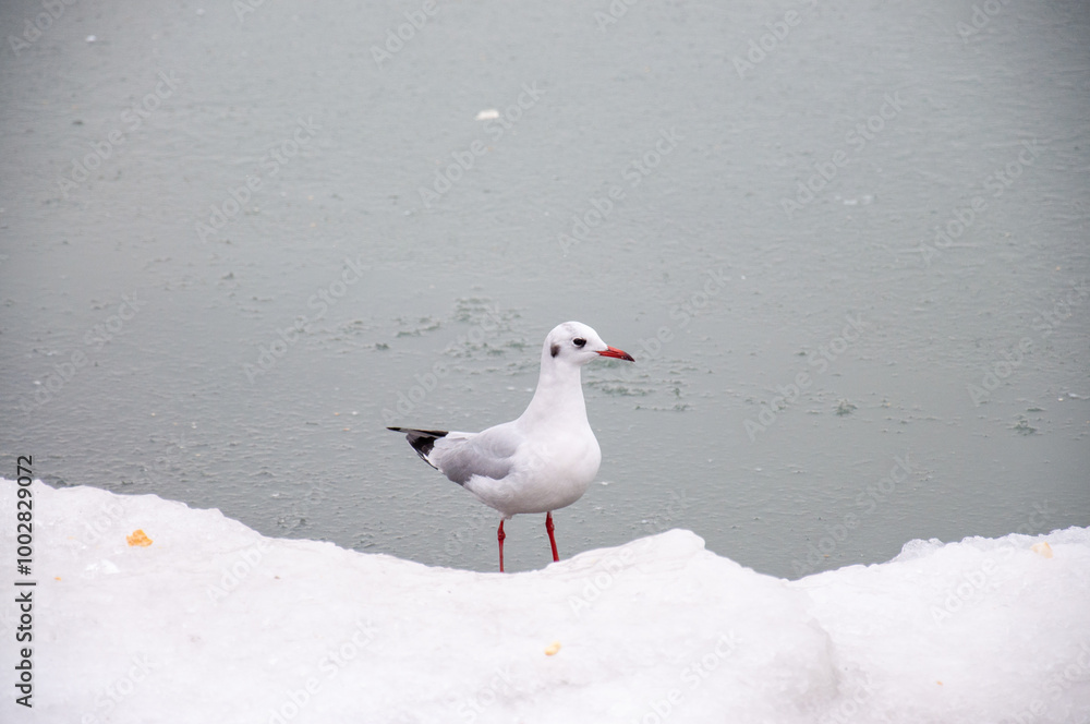 Obraz premium Seagull.