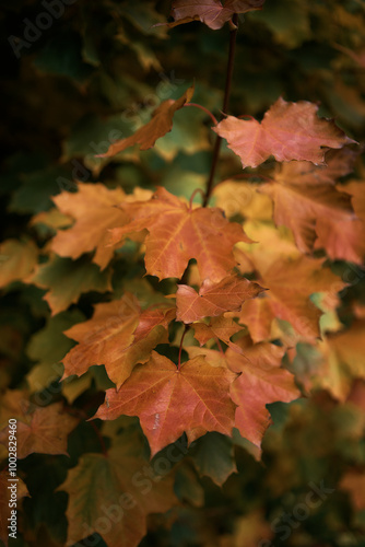 landscapes of an autumnal European village, Belgium, leaves colored by fall