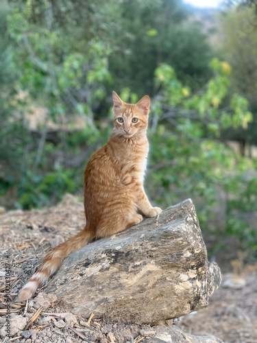 Orange tabby cat perched on a rock in a forest. Green trees and natural surroundings create a peaceful outdoor scene.