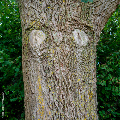 Tree with a funny owl face
 photo