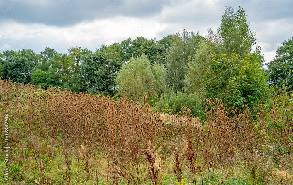 Obraz premium Autumn landscape with Common tuft (Dipsacus) 
