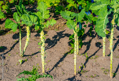 Turkish Kara lahana cabbage growing in a garden
 photo