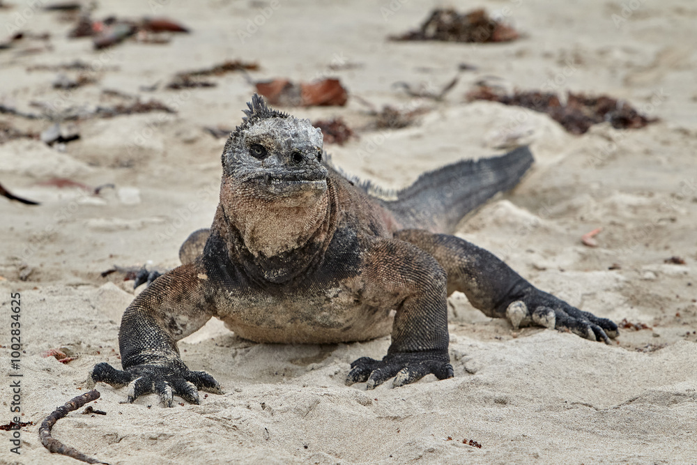 The marine iguana of the Galapagos Islands is a remarkable and unique species, the only lizard in the world that has adapted to life in the ocean. The marine iguana of the Galapagos Islands is a remarkable and unique species, the only lizard in the world that has adapted to life in the ocean.