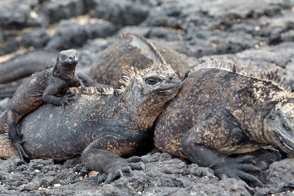The marine iguana of the Galapagos Islands is a remarkable and unique species, the only lizard in the world that has adapted to life in the ocean. The marine iguana of the Galapagos Islands is a remarkable and unique species, the only lizard in the world that has adapted to life in the ocean.