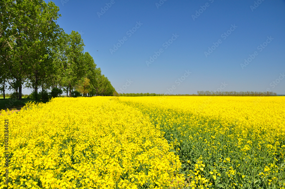 Obraz premium Blooming.