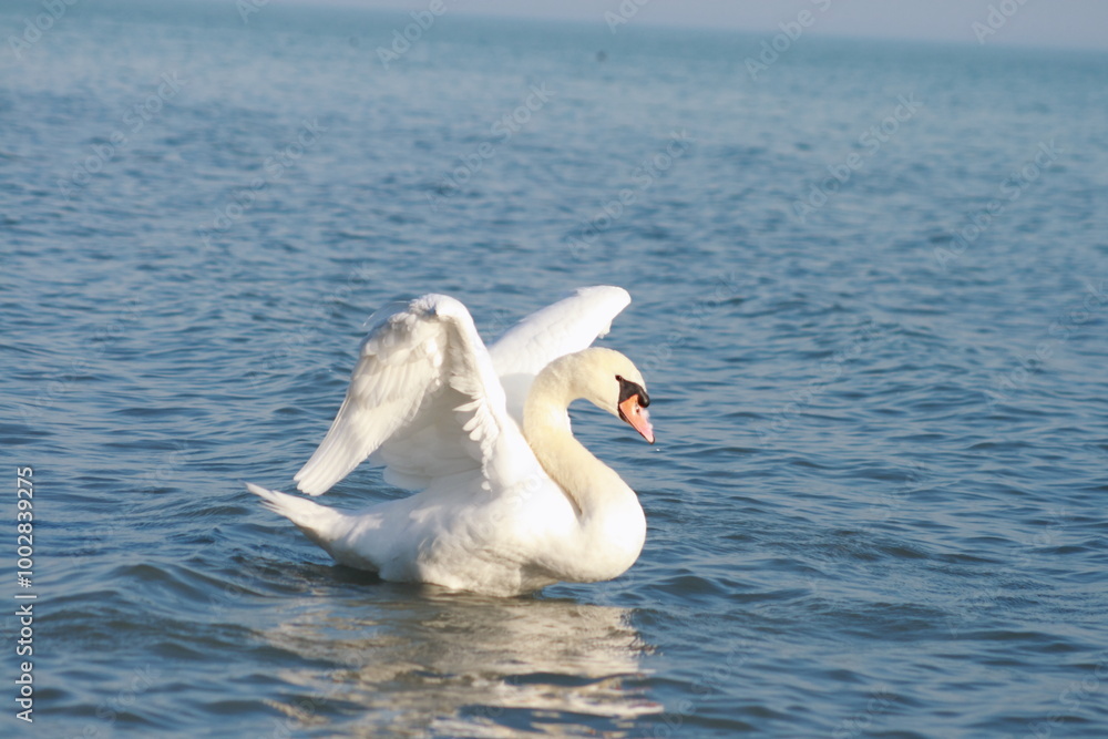 Lone Swan.