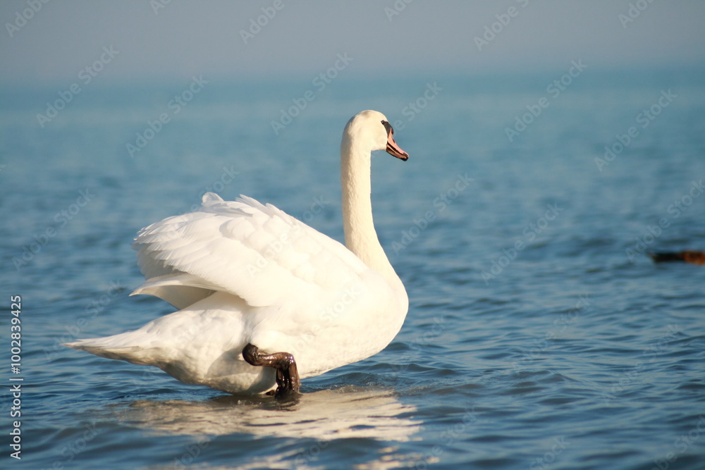 Lone Swan. Lone Swan.