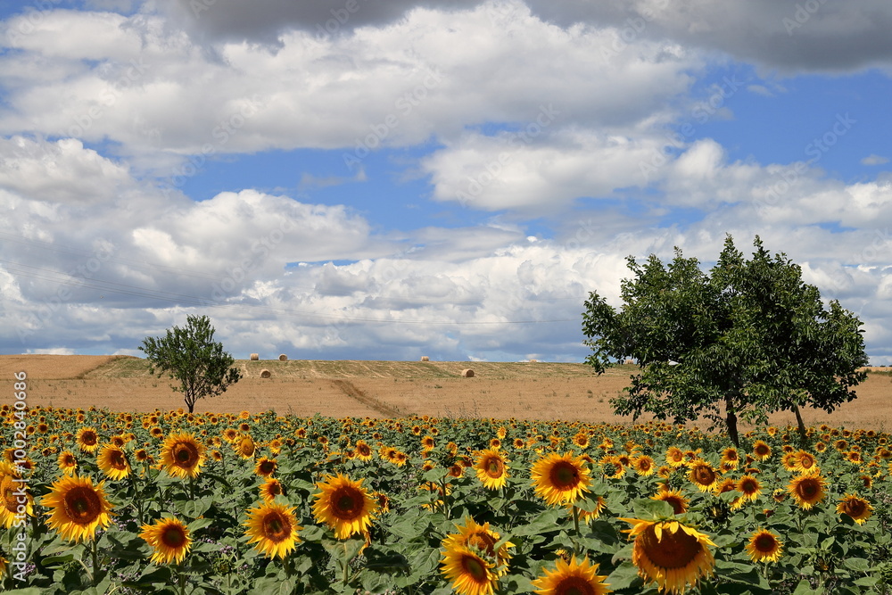 Obraz premium Sunflower.