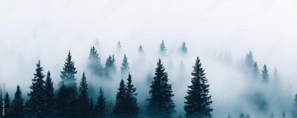Fototapeta premium Misty forest with tall trees under a soft, ethereal light.