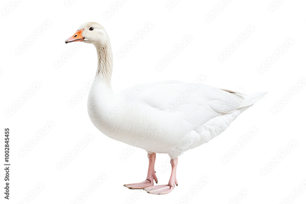 Gentle Goose, a serene scene of a calm goose gliding gracefully across a tranquil pond, surrounded by lush greenery and soft ripples. Gentle Goose, a serene scene of a calm goose gliding gracefully across a tranquil pond, surrounded by lush greenery and soft ripples.