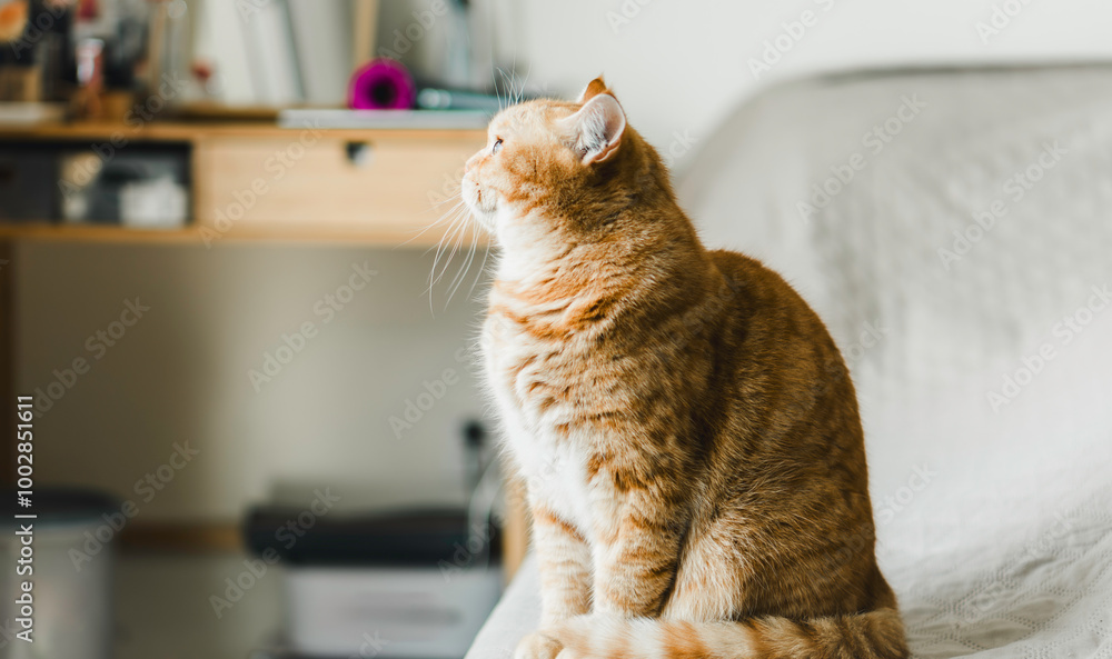 A cat is sitting on a bed and looking out the window. The cat is orange and has a curious expression on its face